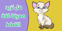 تحميل تطبيق ترجمة لغة القطط عبر الهاتف